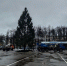 В Великие Луки привезли главную новогоднюю ёлку (ФОТО; ВИДЕО) - Vluki.Ru